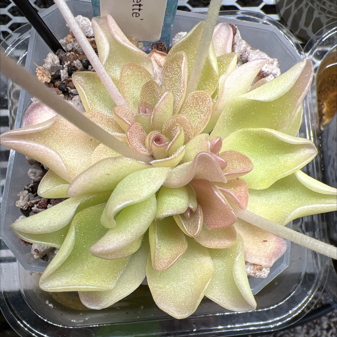 Photo of the plant species Pinguicula Pirouette by @Lilrunwaymdl named Pirouette on Greg, the plant care app