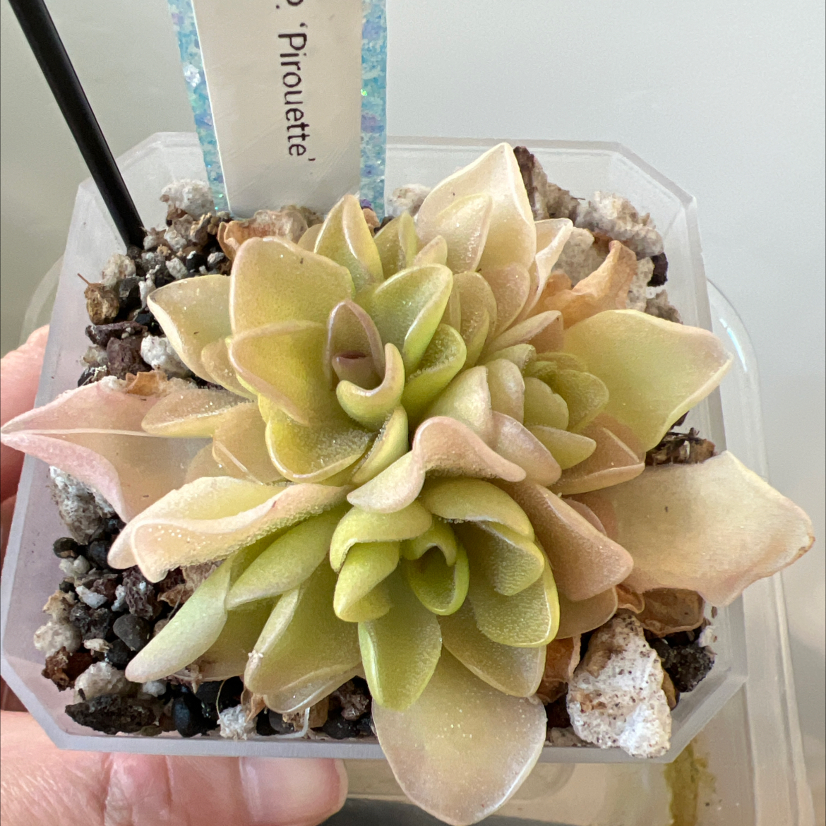 Photo of the plant species Pinguicula Pirouette by @Lilrunwaymdl named Pirouette on Greg, the plant care app