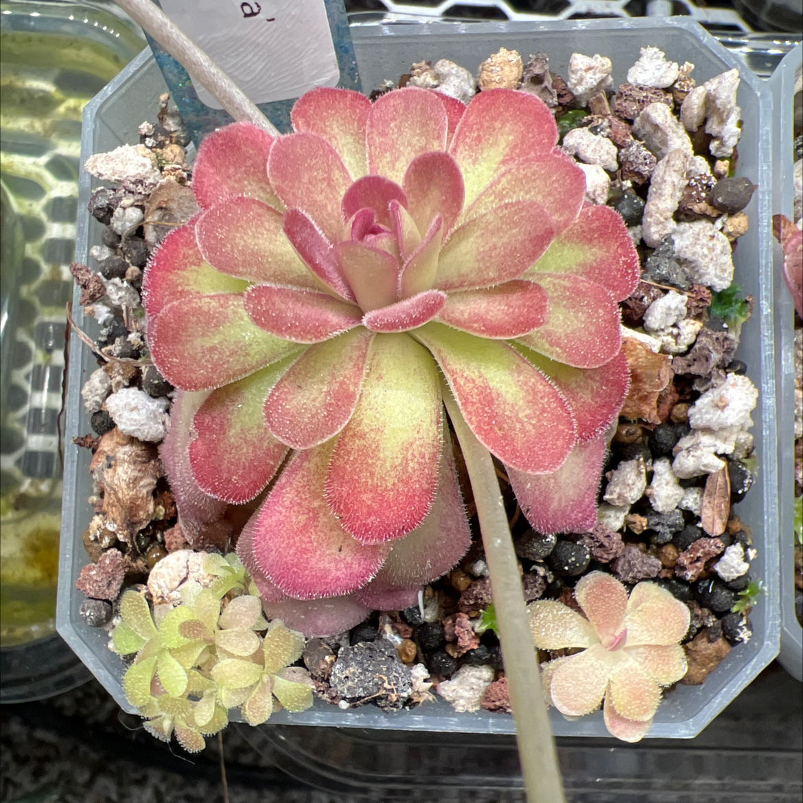 Photo of the plant species Butterwort by @Lilrunwaymdl named Pinguicula Johanna on Greg, the plant care app