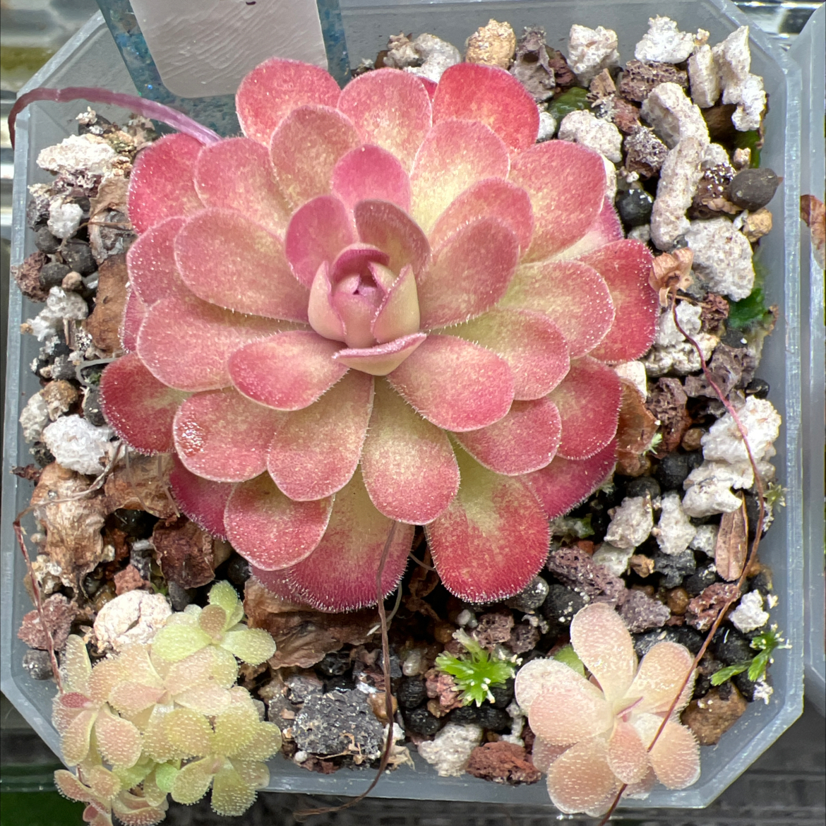 Photo of the plant species Butterwort by @Lilrunwaymdl named Pinguicula Johanna on Greg, the plant care app
