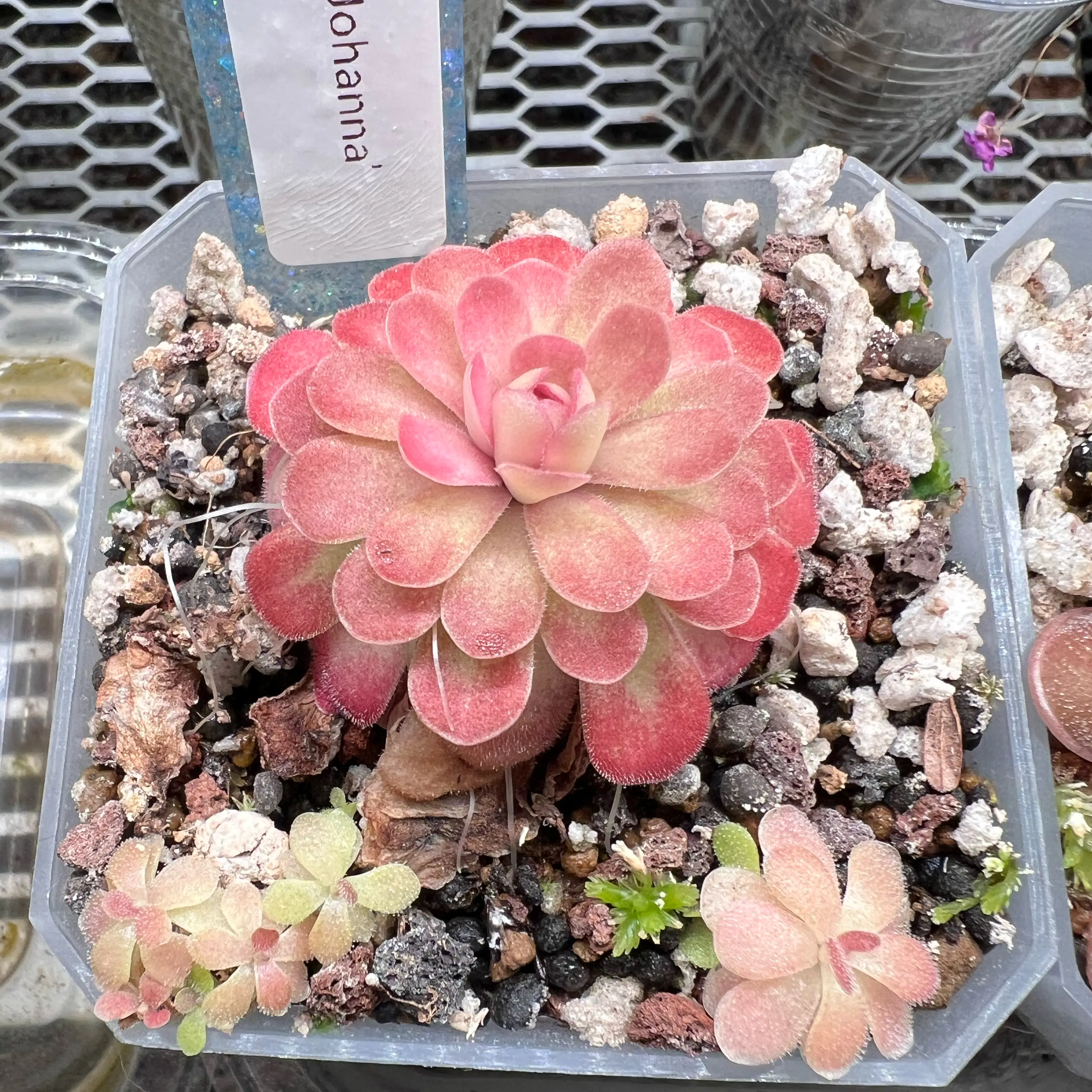 Photo of the plant species Butterwort by @Lilrunwaymdl named Pinguicula Johanna on Greg, the plant care app