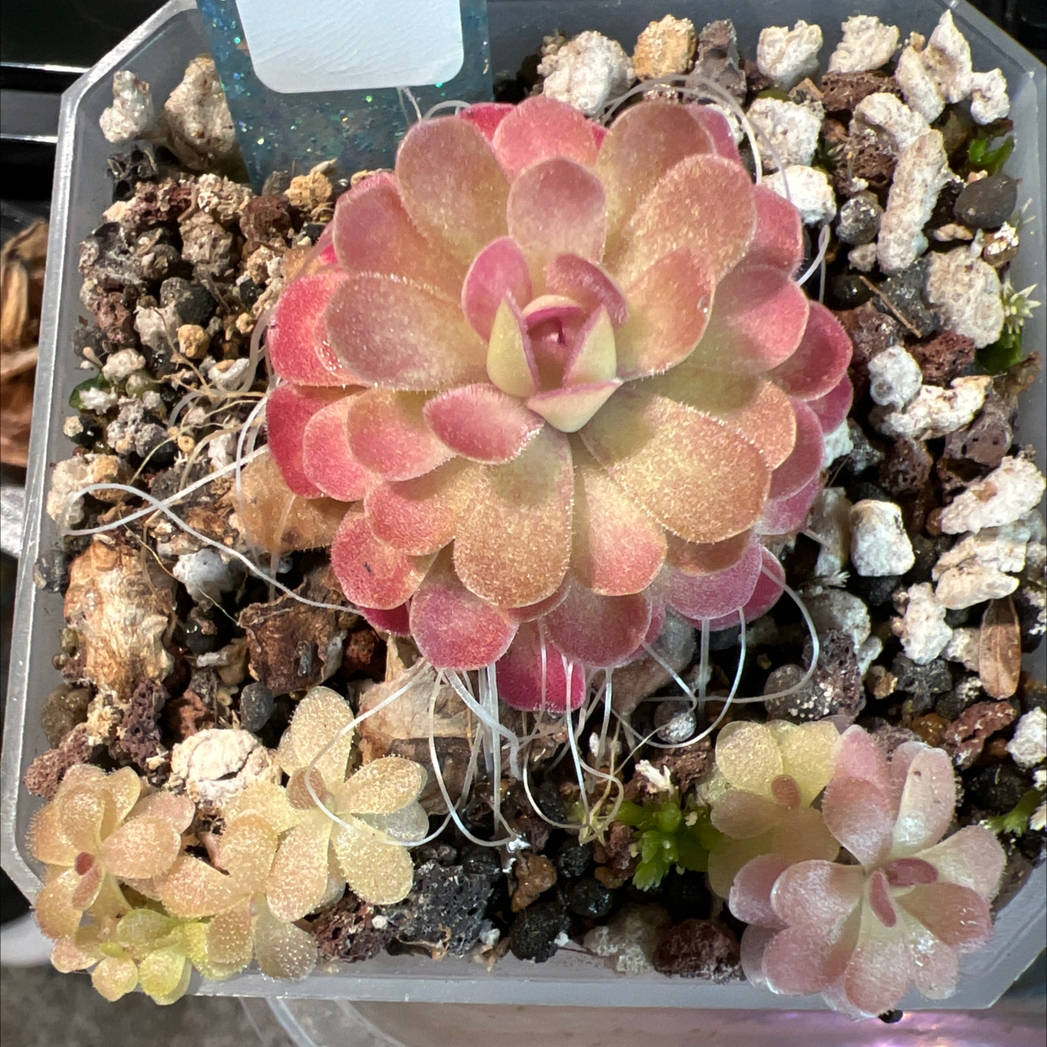 Photo of the plant species Butterwort by @Lilrunwaymdl named Pinguicula Johanna on Greg, the plant care app