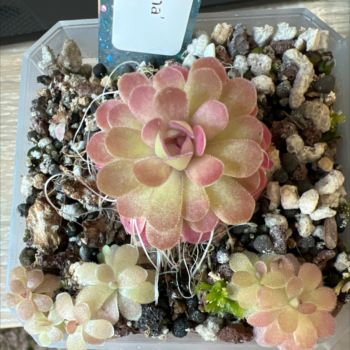 Photo of the plant species Butterwort by @Lilrunwaymdl named Pinguicula Johanna on Greg, the plant care app