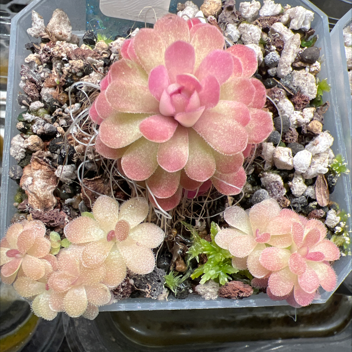 Photo of the plant species Butterwort by @Lilrunwaymdl named Pinguicula Johanna on Greg, the plant care app