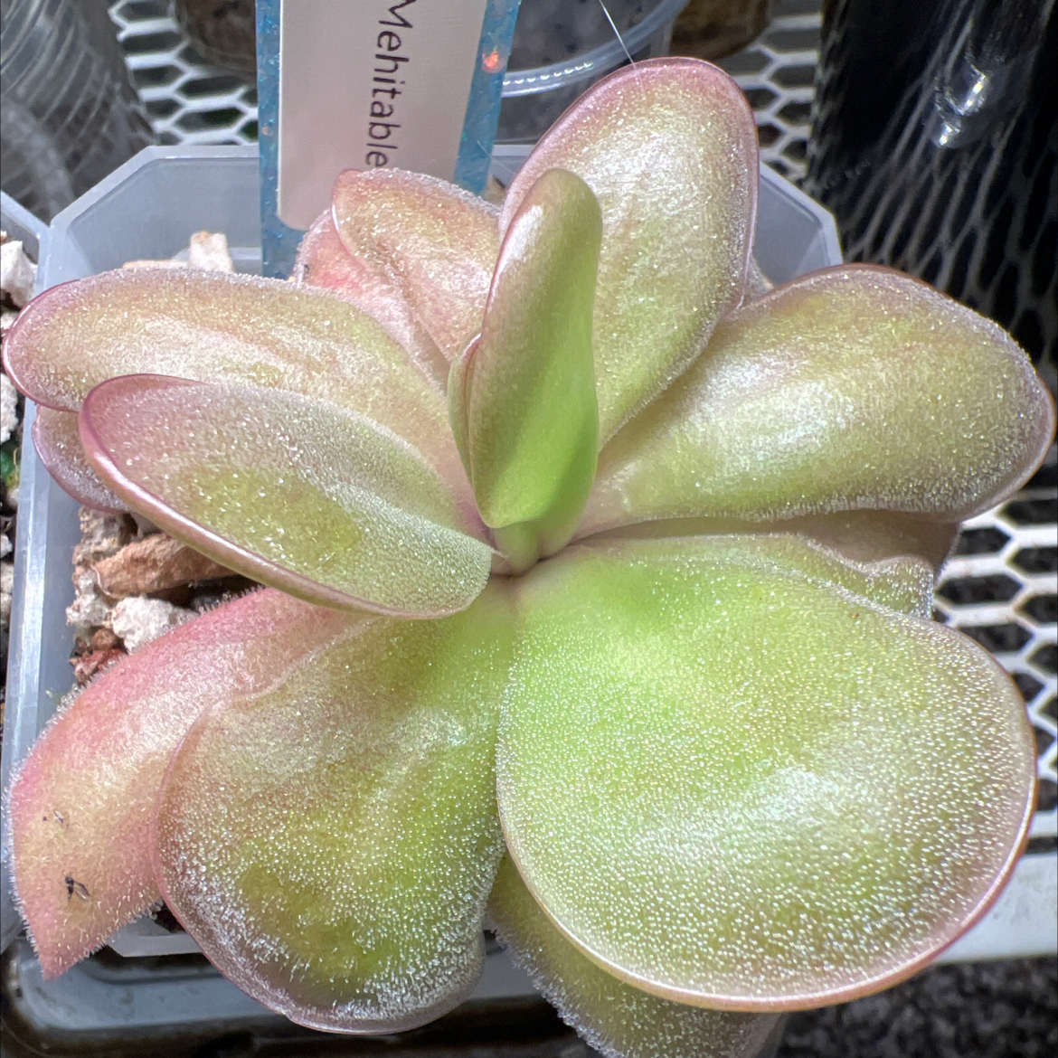 Photo of the plant species Common Butterwort by @Lilrunwaymdl named Pinguicula Mehitable on Greg, the plant care app