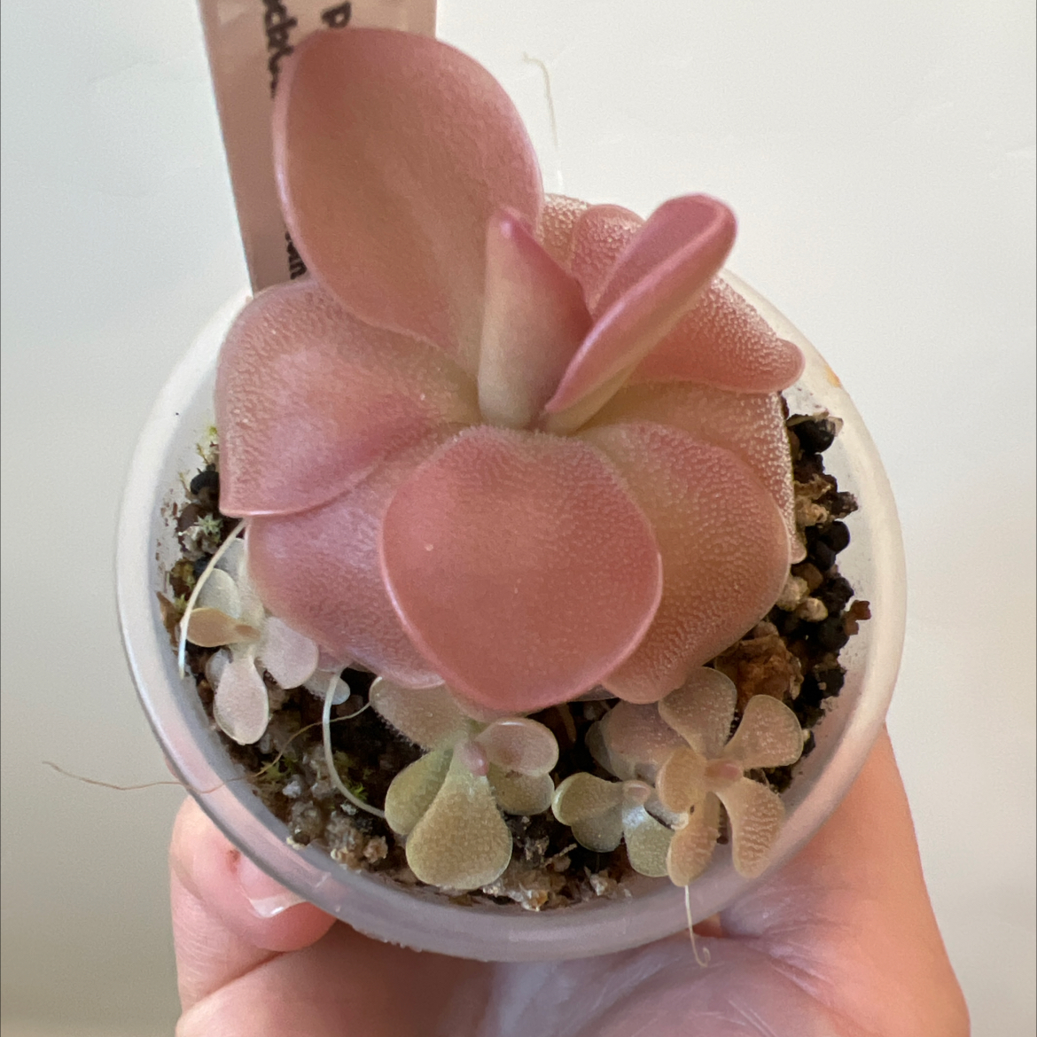 Photo of the plant species Pinguicula 'Weser' by @Lilrunwaymdl named Weser on Greg, the plant care app