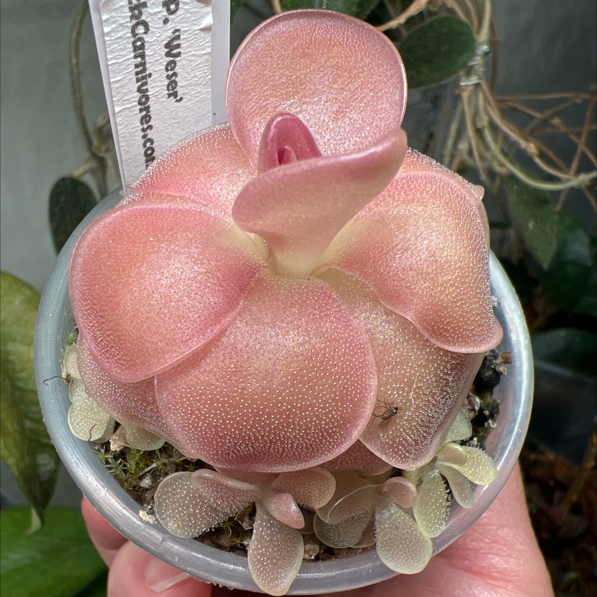 Photo of the plant species Pinguicula 'Weser' by @Lilrunwaymdl named Weser on Greg, the plant care app