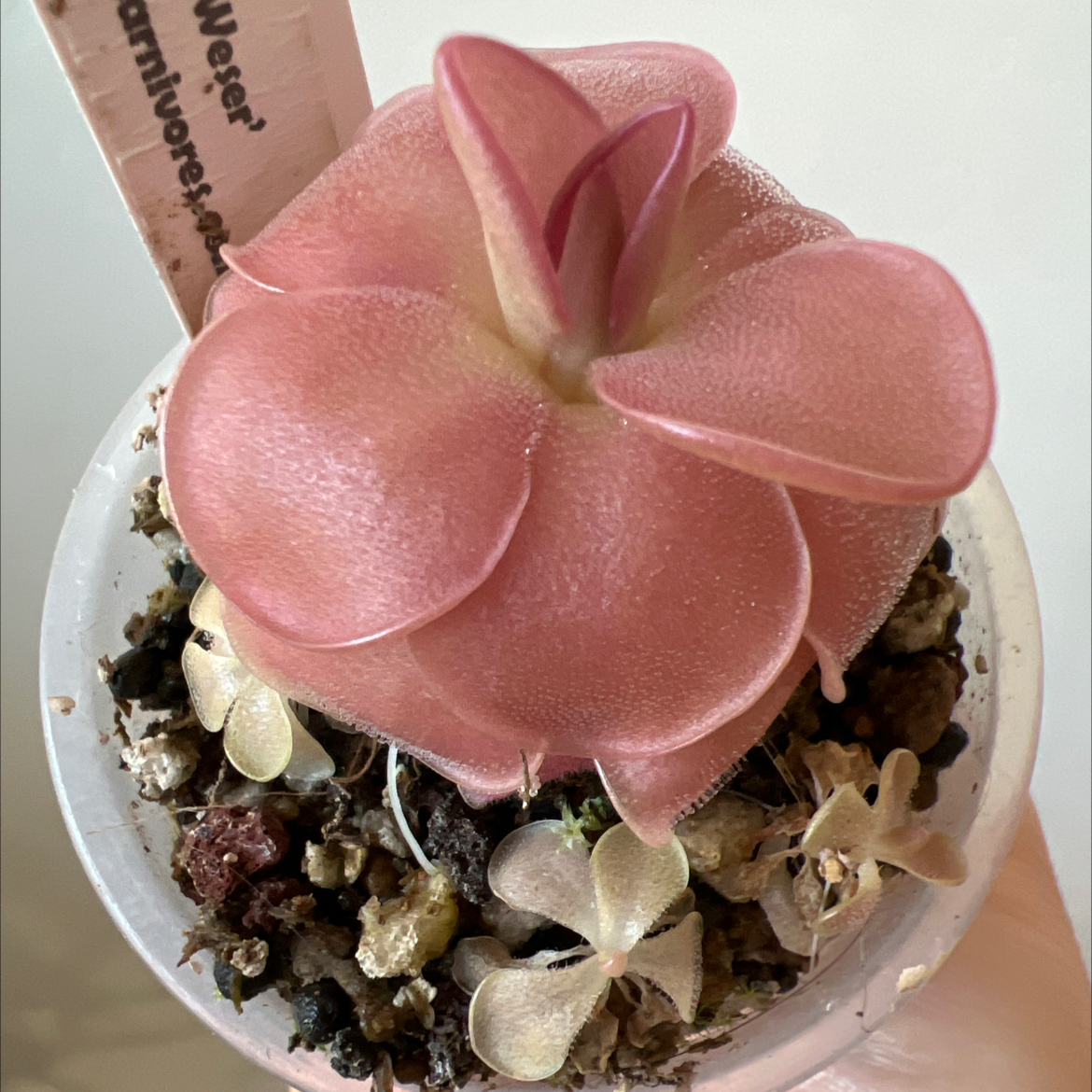 Photo of the plant species Pinguicula 'Weser' by @Lilrunwaymdl named Weser on Greg, the plant care app