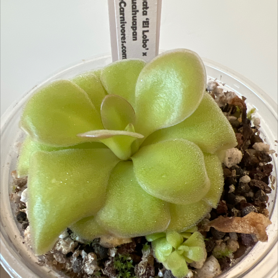 Photo of the plant species El Lobo Butterwort by @Lilrunwaymdl named P. Agnata ‘El Lobo’ x Huahuapan on Greg, the plant care app