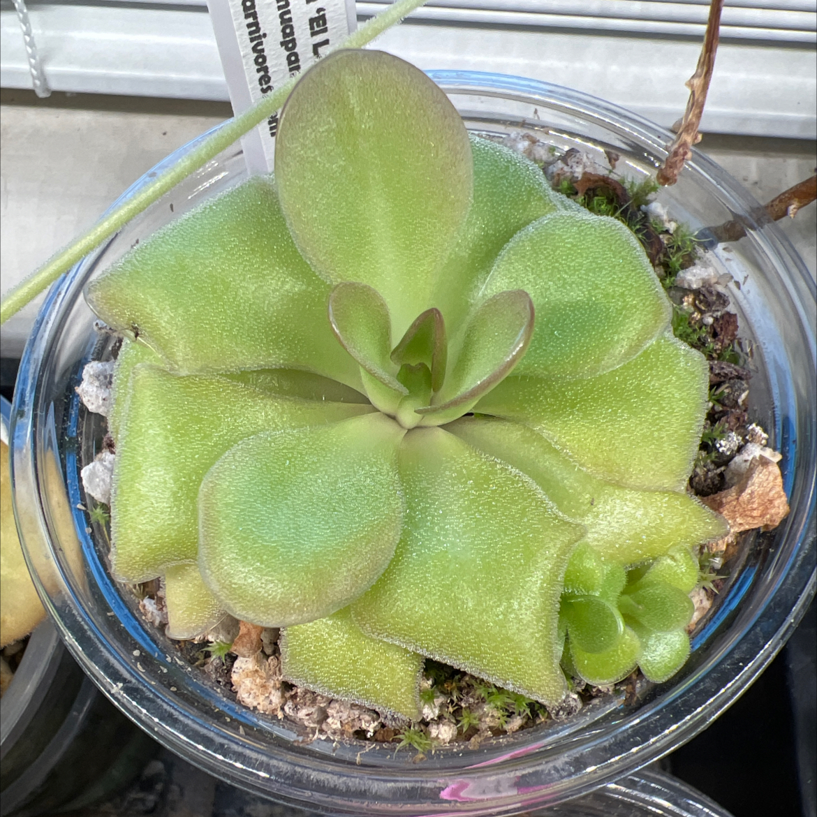 Photo of the plant species El Lobo Butterwort by @Lilrunwaymdl named P. Agnata ‘El Lobo’ x Huahuapan on Greg, the plant care app