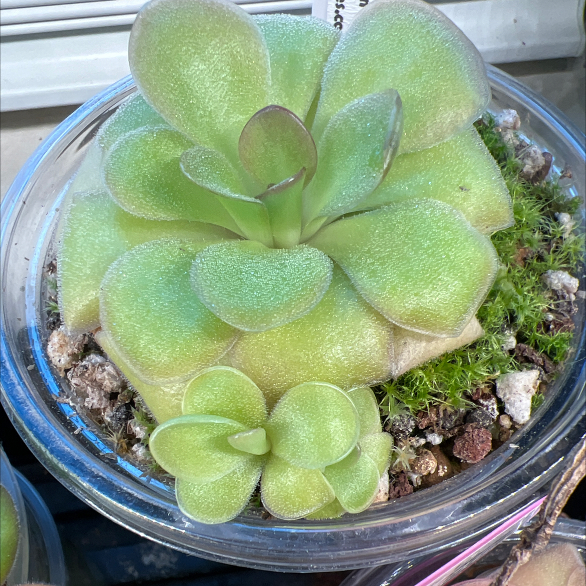 Photo of the plant species El Lobo Butterwort by @Lilrunwaymdl named P. Agnata ‘El Lobo’ x Huahuapan on Greg, the plant care app