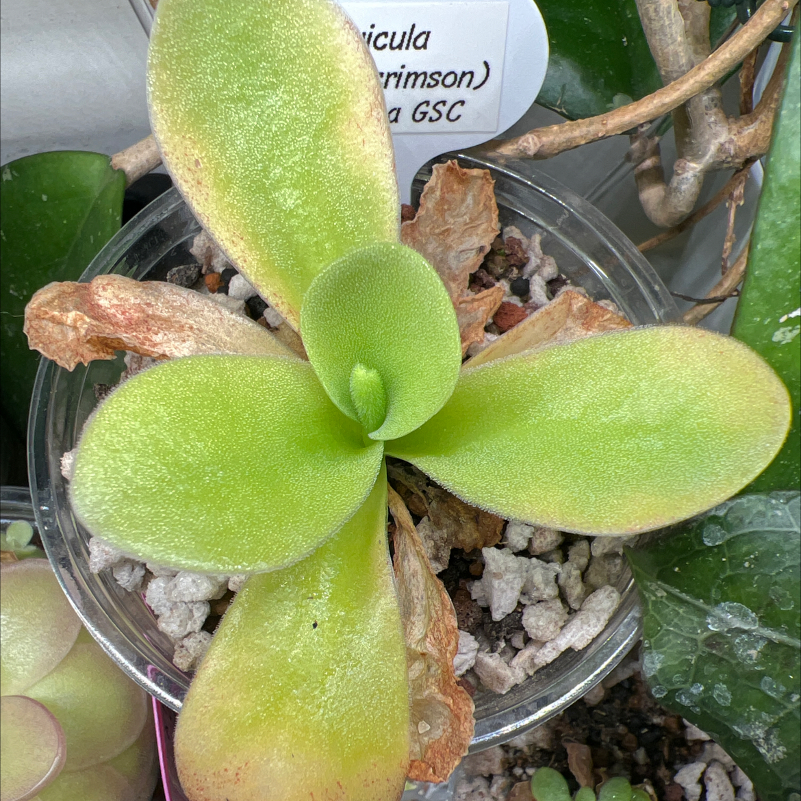 Photo of the plant species Giant Butterwort by @Lilrunwaymdl named Pinguicula laueana (crimson) x gigantea GSC on Greg, the plant care app