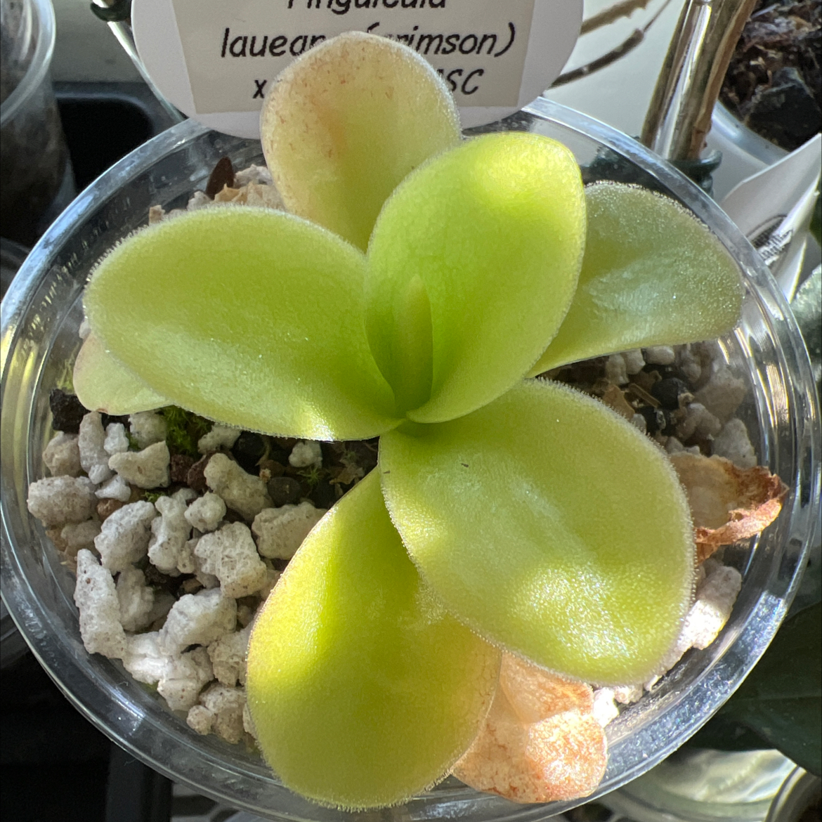 Photo of the plant species Giant Butterwort by @Lilrunwaymdl named Pinguicula laueana (crimson) x gigantea GSC on Greg, the plant care app