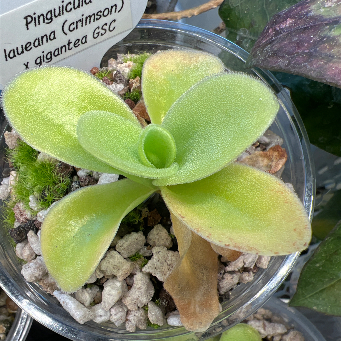 Photo of the plant species Giant Butterwort by @Lilrunwaymdl named Pinguicula laueana (crimson) x gigantea GSC on Greg, the plant care app