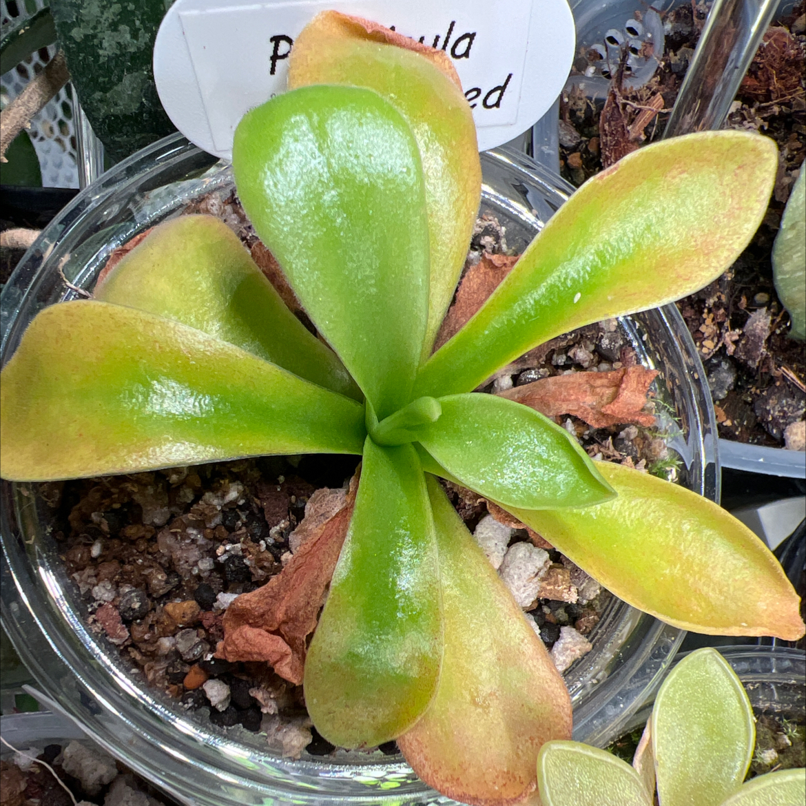 Photo of the plant species Giant Butterwort by @Lilrunwaymdl named P. Gigantea Red on Greg, the plant care app