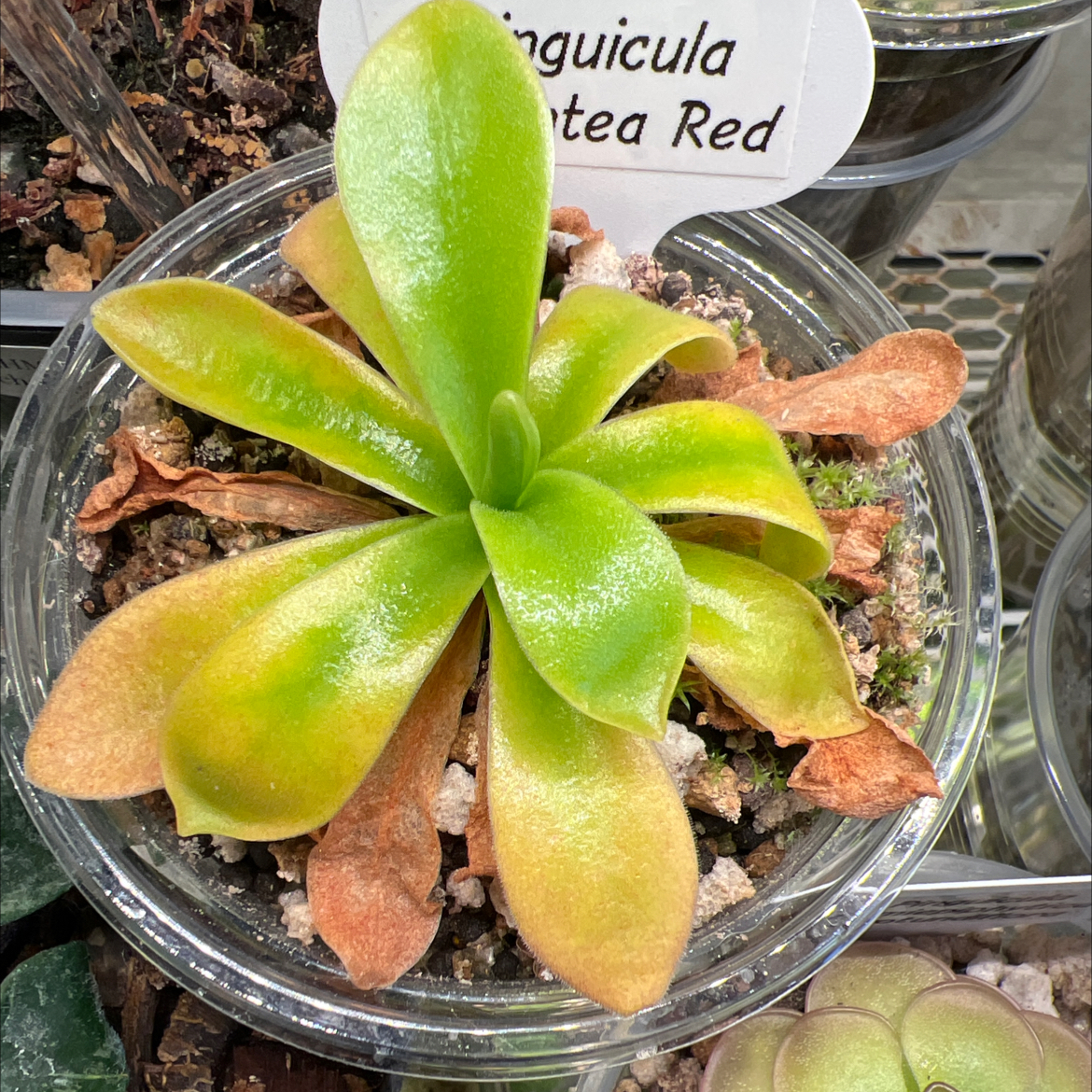 Photo of the plant species Giant Butterwort by @Lilrunwaymdl named P. Gigantea Red on Greg, the plant care app