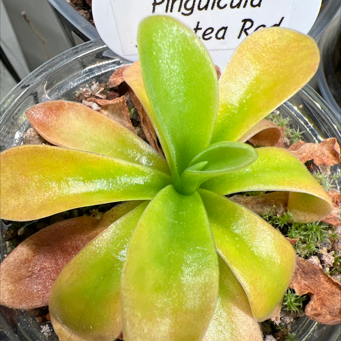 Photo of the plant species Giant Butterwort by @Lilrunwaymdl named P. Gigantea Red on Greg, the plant care app