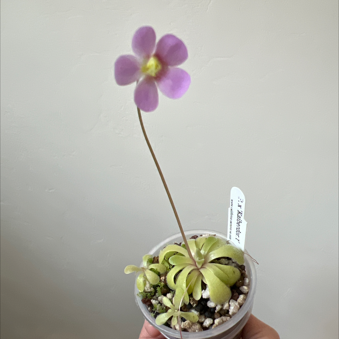 Photo of the plant species Common Butterwort by @Lilrunwaymdl named P. ‘Kaiberdon’t’ on Greg, the plant care app