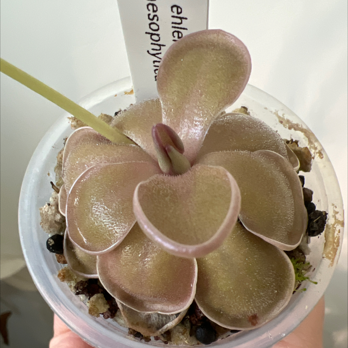Photo of the plant species Mexican Butterwort by @Lilrunwaymdl named P. Ehlersiae x Mesophytica on Greg, the plant care app