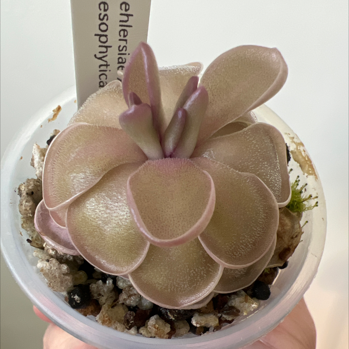 Photo of the plant species Mexican Butterwort by @Lilrunwaymdl named P. Ehlersiae x Mesophytica on Greg, the plant care app