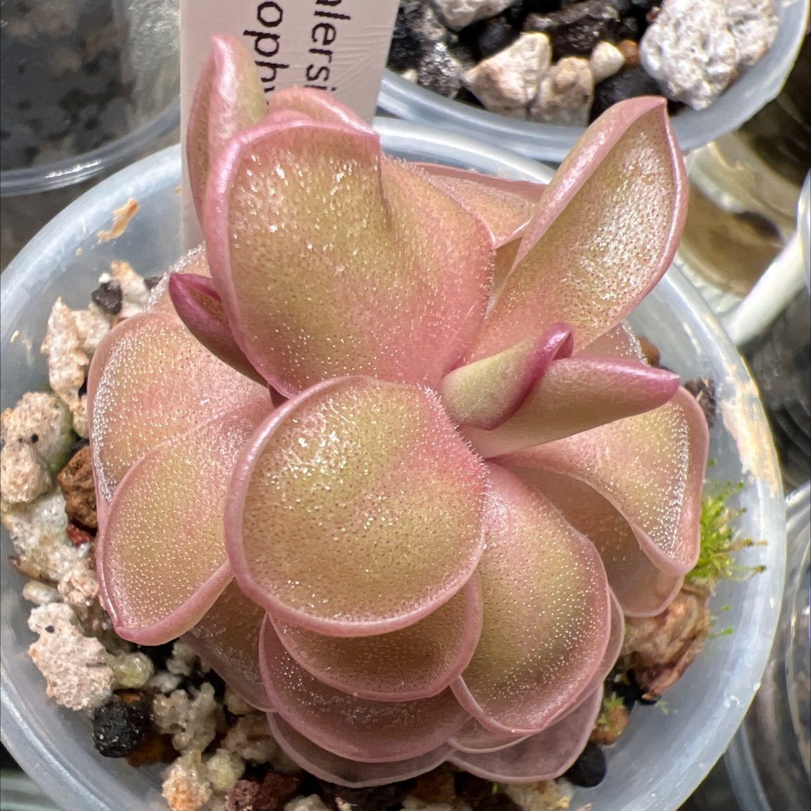 Photo of the plant species Mexican Butterwort by @Lilrunwaymdl named P. Ehlersiae x Mesophytica on Greg, the plant care app