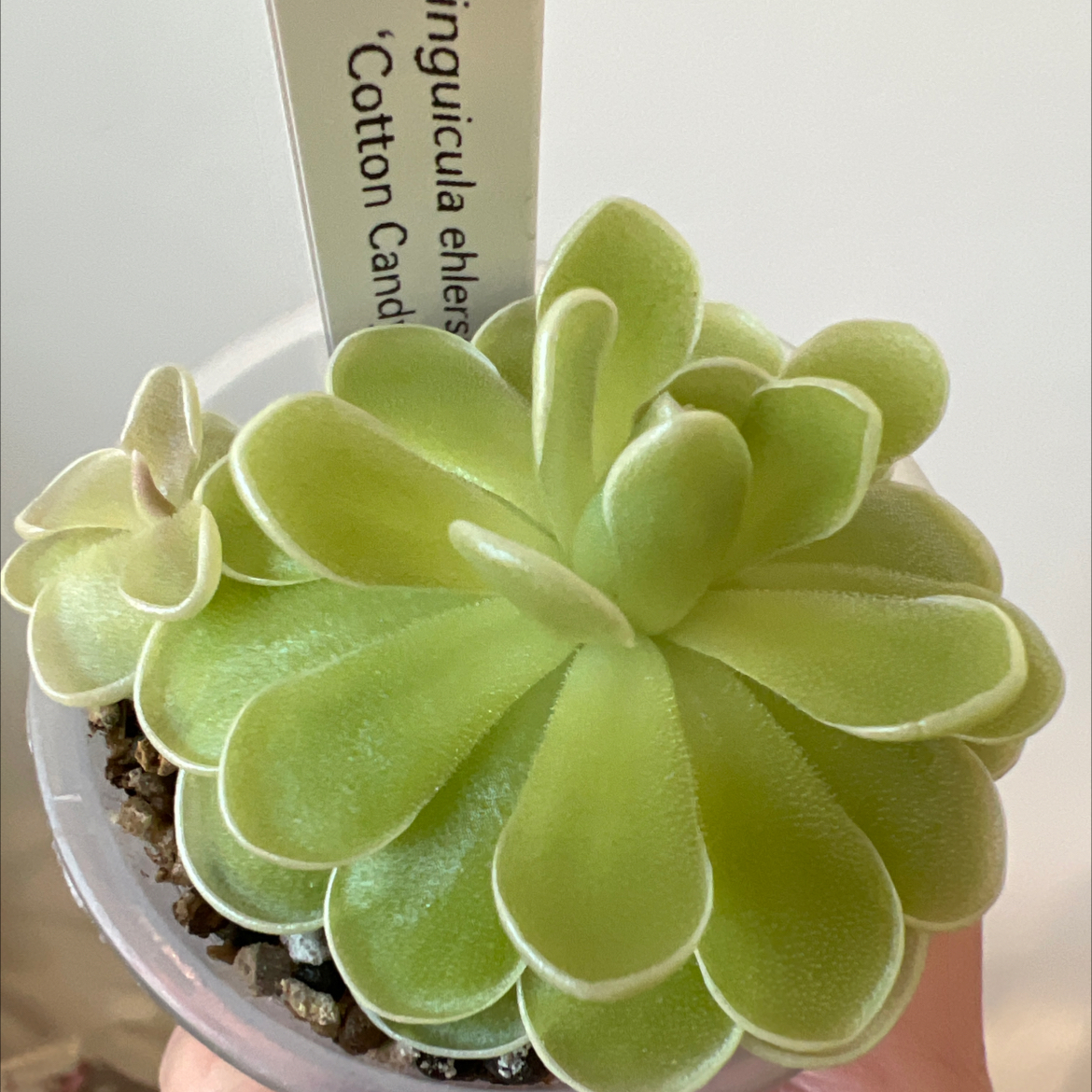 Photo of the plant species Mexican Butterwort by @Lilrunwaymdl named P. Ehlersiae ‘Cotton Candy’ on Greg, the plant care app