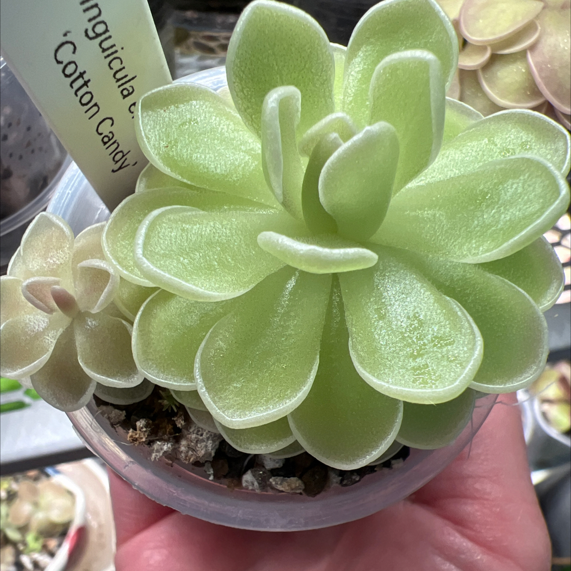 Photo of the plant species Mexican Butterwort by @Lilrunwaymdl named P. Ehlersiae ‘Cotton Candy’ on Greg, the plant care app