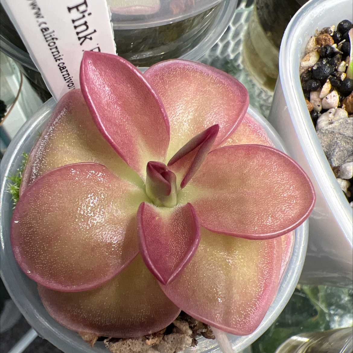 Photo of the plant species Giant Butterwort by @Lilrunwaymdl named P. “Pink Eye” on Greg, the plant care app