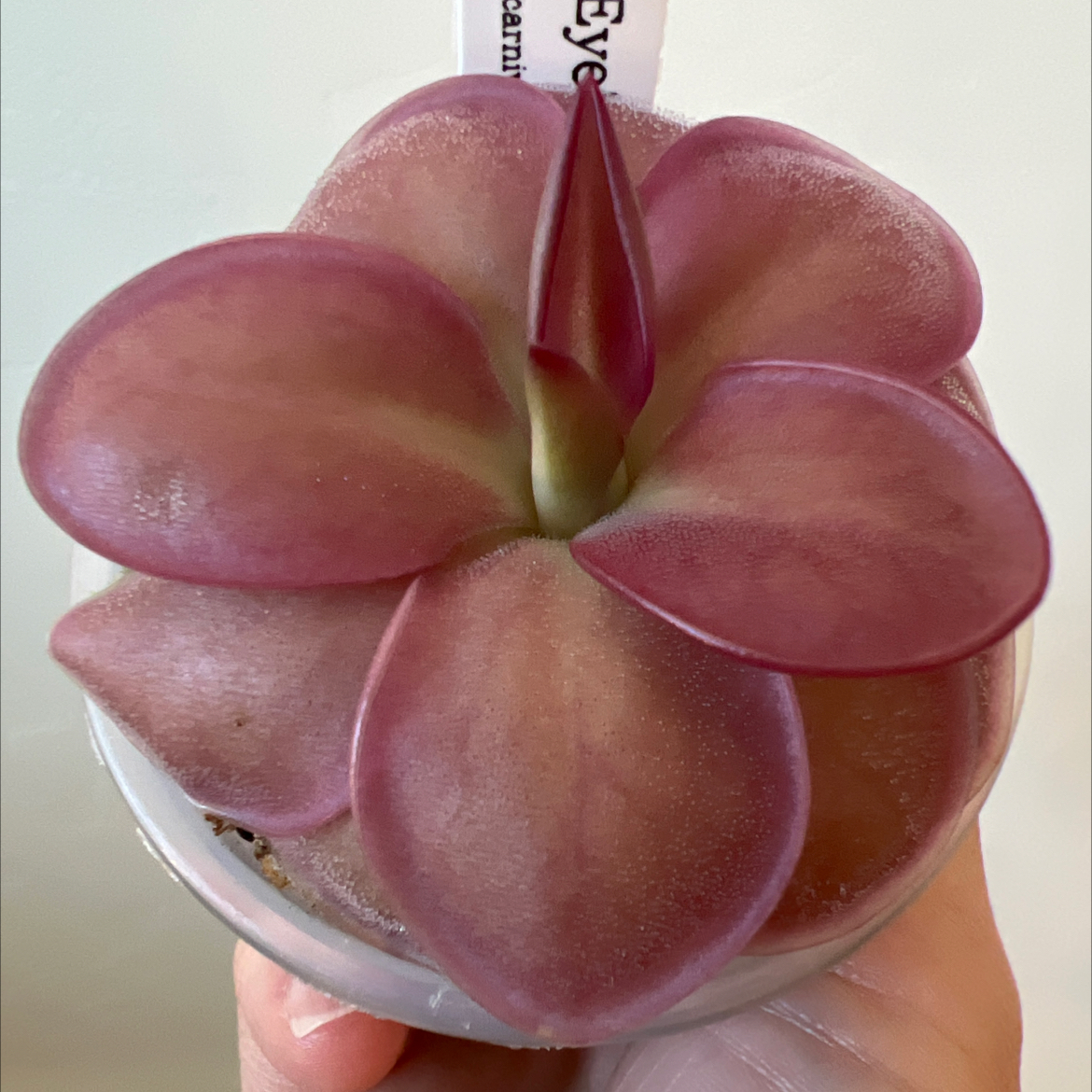 Photo of the plant species Giant Butterwort by @Lilrunwaymdl named P. “Pink Eye” on Greg, the plant care app
