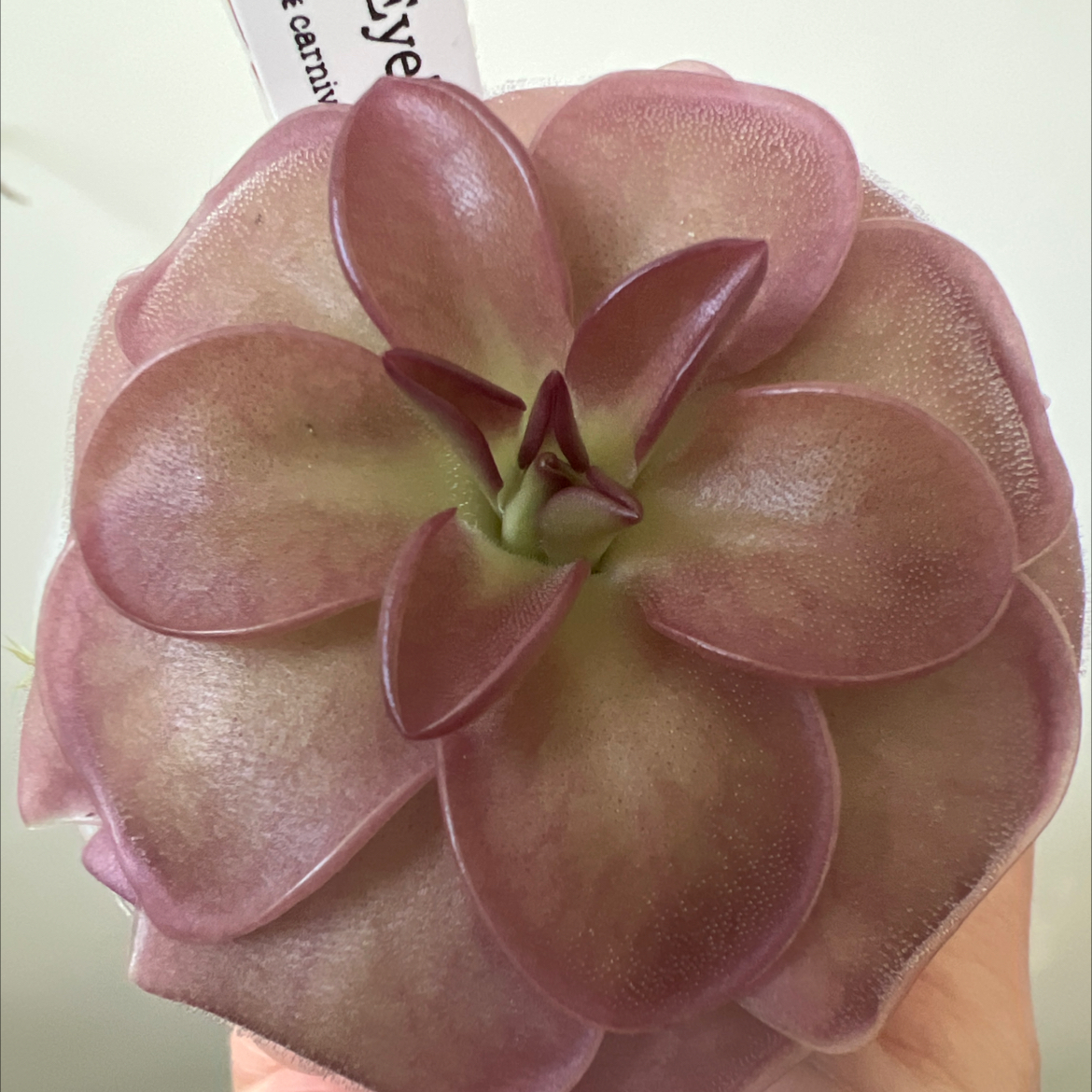 Photo of the plant species Giant Butterwort by @Lilrunwaymdl named P. “Pink Eye” on Greg, the plant care app