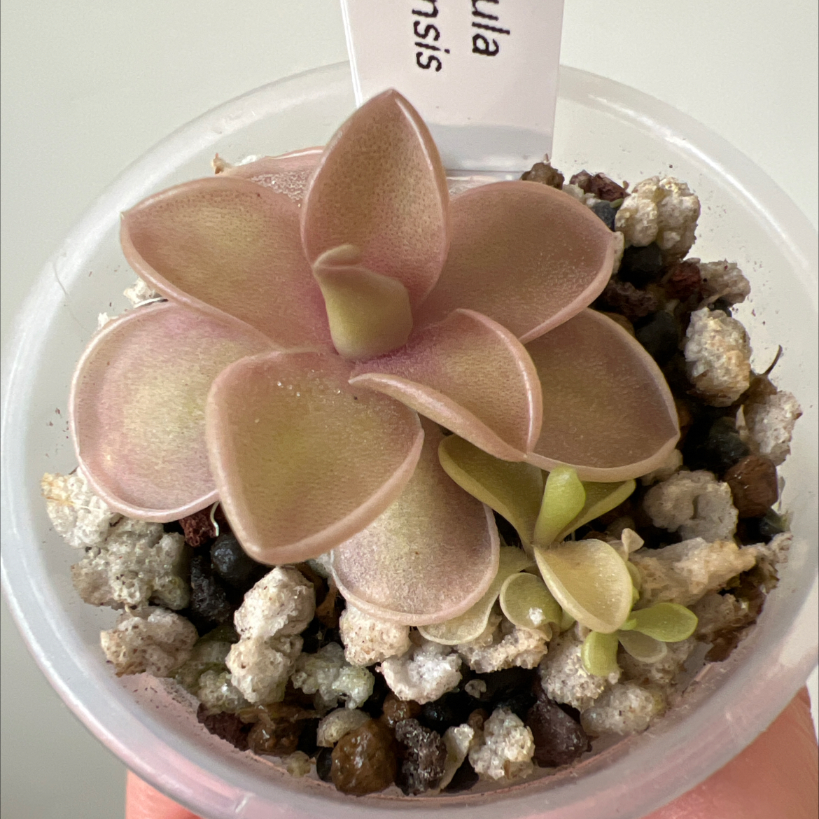 Photo of the plant species Jaumave Butterwort by @Lilrunwaymdl named Pinguicula Jaumavensis on Greg, the plant care app