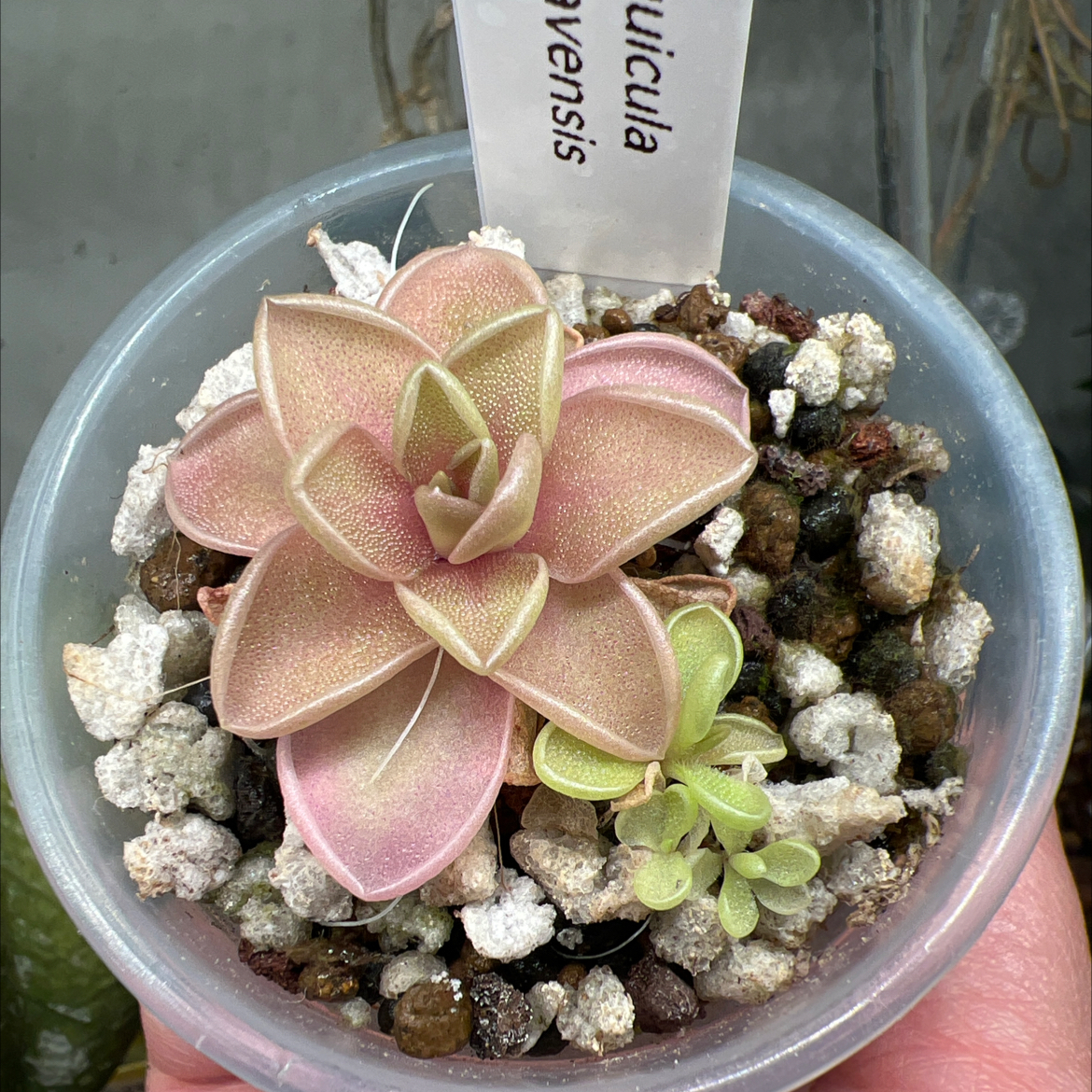 Photo of the plant species Jaumave Butterwort by @Lilrunwaymdl named Pinguicula Jaumavensis on Greg, the plant care app