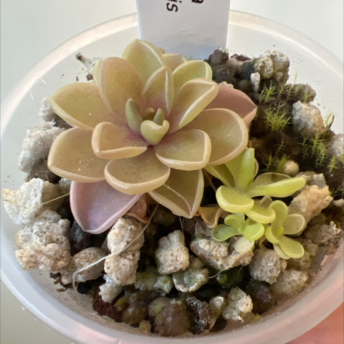 Photo of the plant species Jaumave Butterwort by @Lilrunwaymdl named Pinguicula Jaumavensis on Greg, the plant care app
