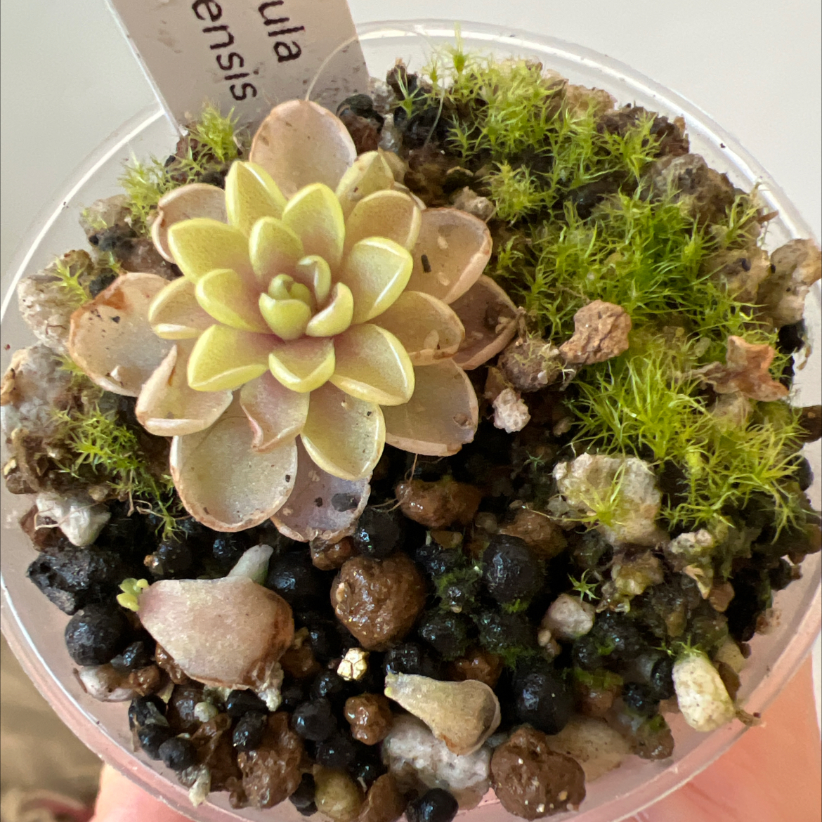 Photo of the plant species Jaumave Butterwort by @Lilrunwaymdl named Pinguicula Jaumavensis on Greg, the plant care app