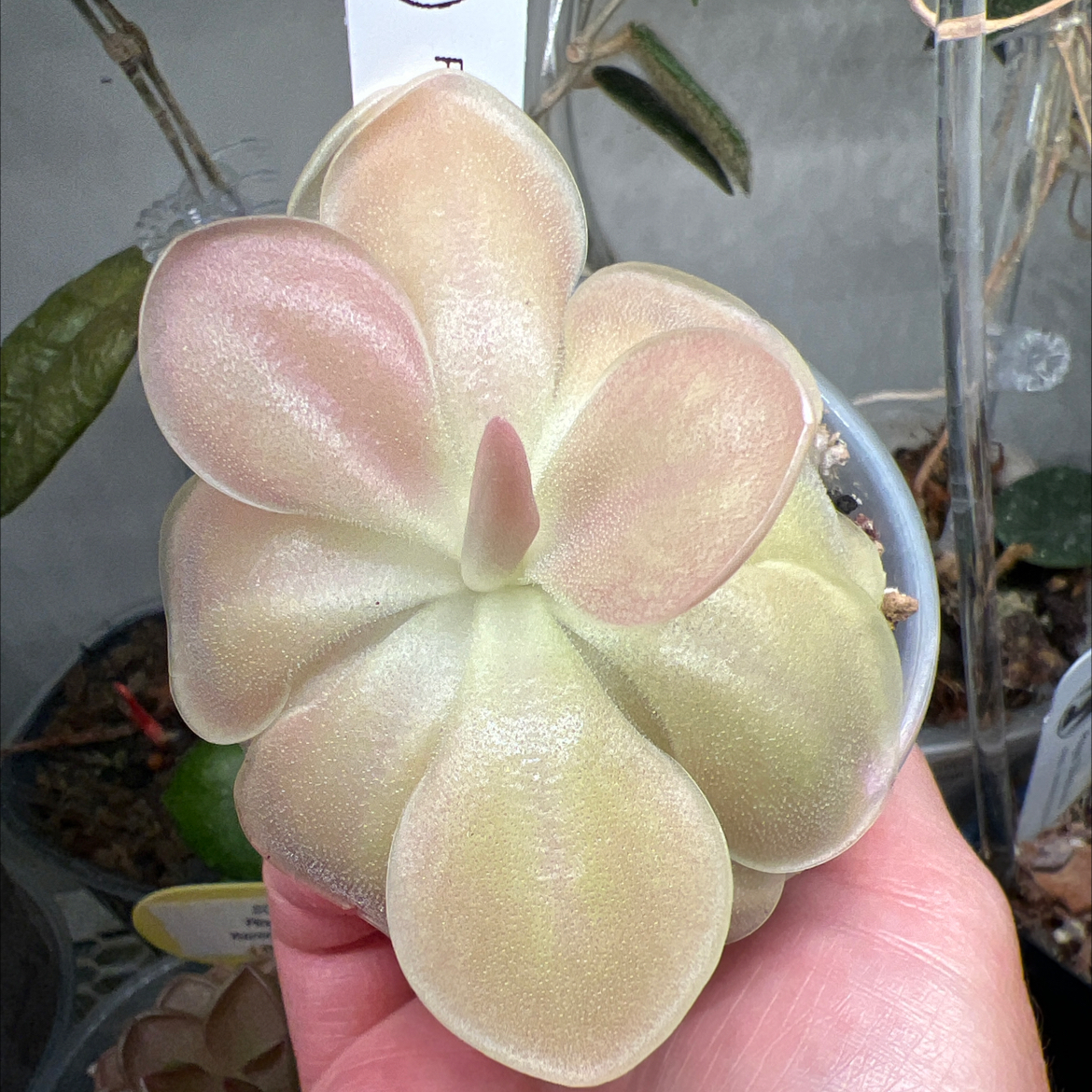 Photo of the plant species Butter Worth by @Lilrunwaymdl named Pinguicula Sethos on Greg, the plant care app