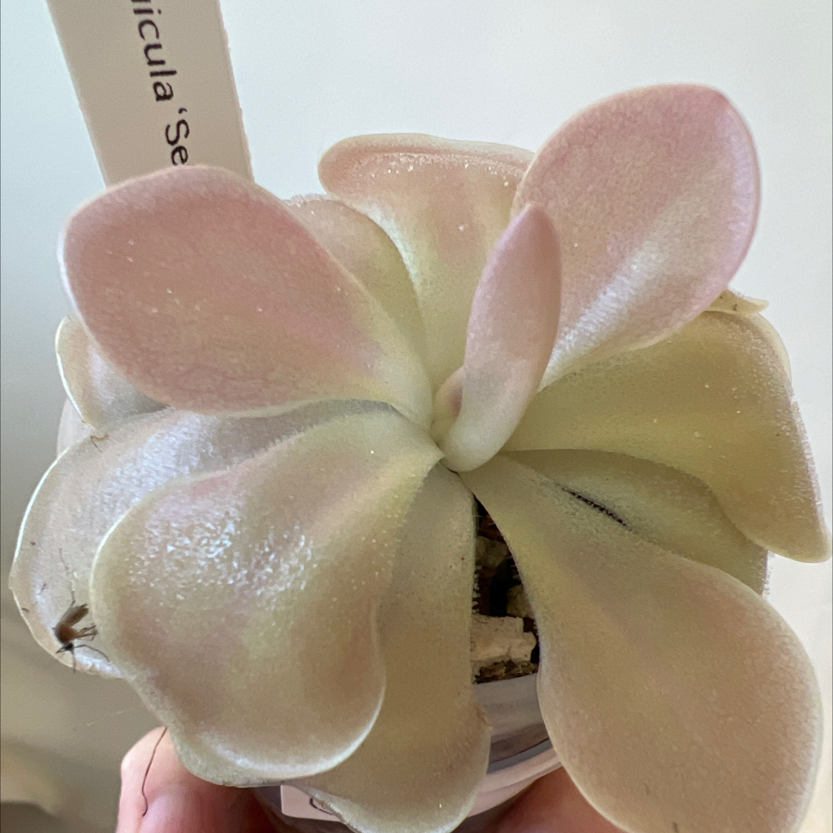 Photo of the plant species Butter Worth by @Lilrunwaymdl named Pinguicula Sethos on Greg, the plant care app