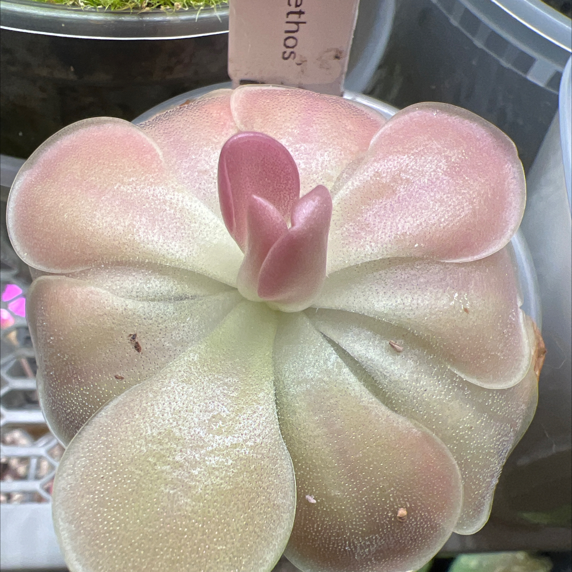 Photo of the plant species Butter Worth by @Lilrunwaymdl named Pinguicula Sethos on Greg, the plant care app