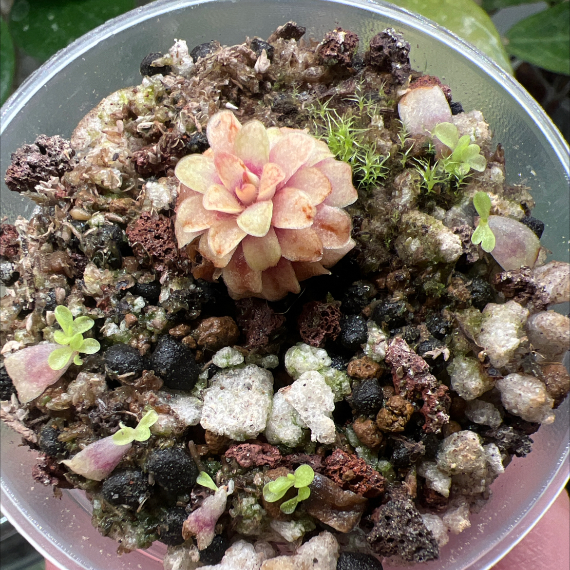 Photo of the plant species Butterwort by @Lilrunwaymdl named P. ‘Seductora’ (laueana x emarginata) on Greg, the plant care app