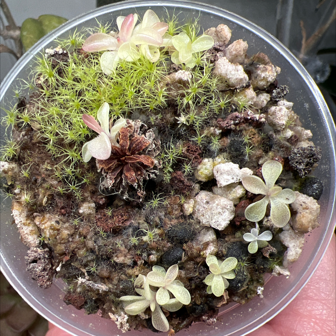 Photo of the plant species Butterwort by @Lilrunwaymdl named P. ‘Seductora’ (laueana x emarginata) on Greg, the plant care app