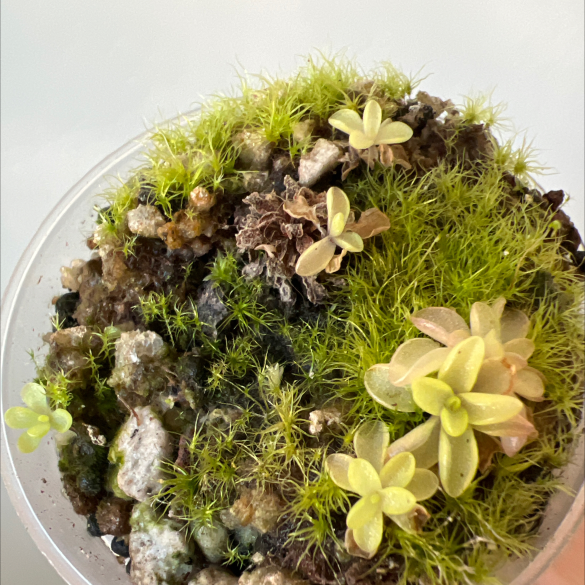 Photo of the plant species Butterwort by @Lilrunwaymdl named P. ‘Seductora’ (laueana x emarginata) on Greg, the plant care app