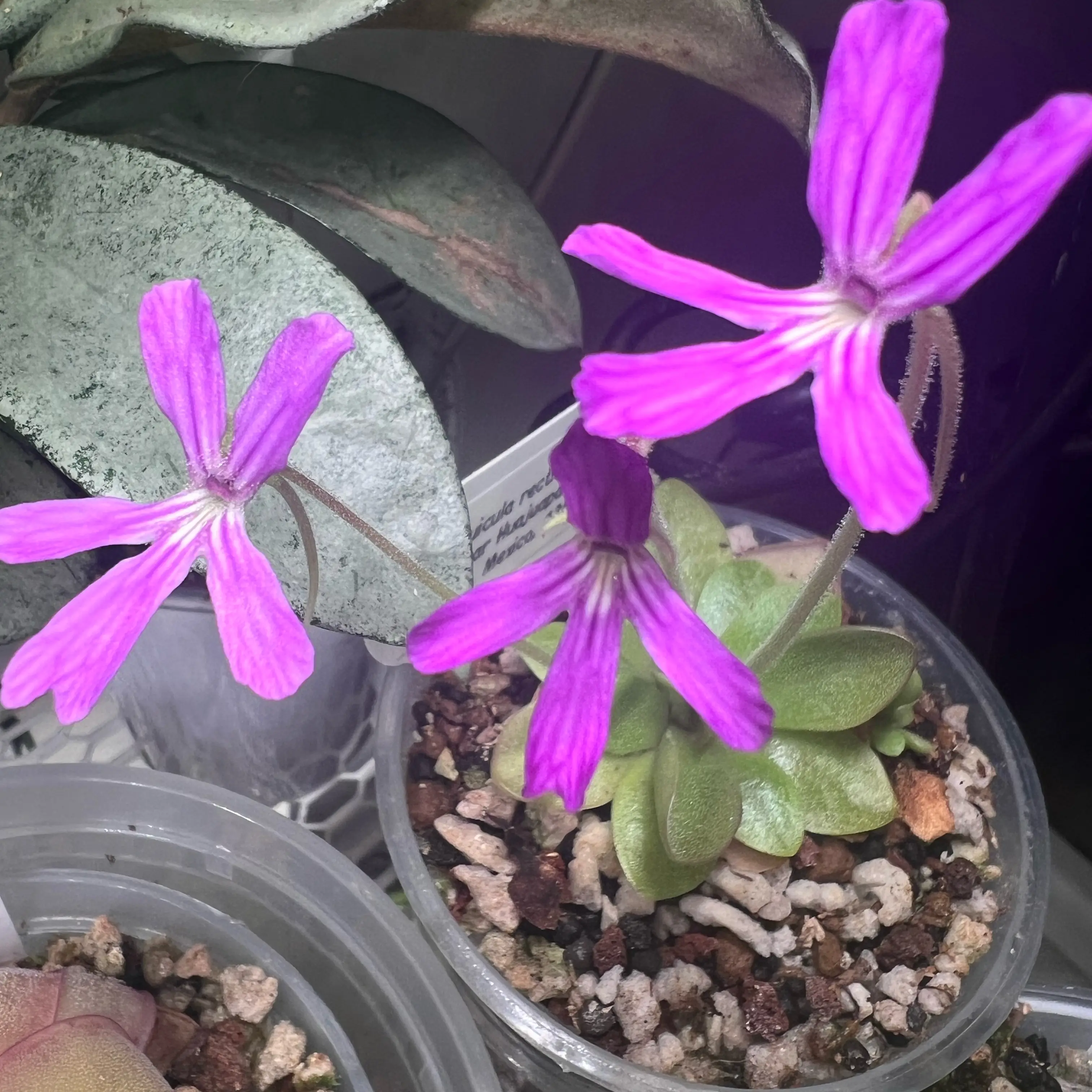 Photo of the plant species Ping by @Lilrunwaymdl named P. rectifolia on Greg, the plant care app