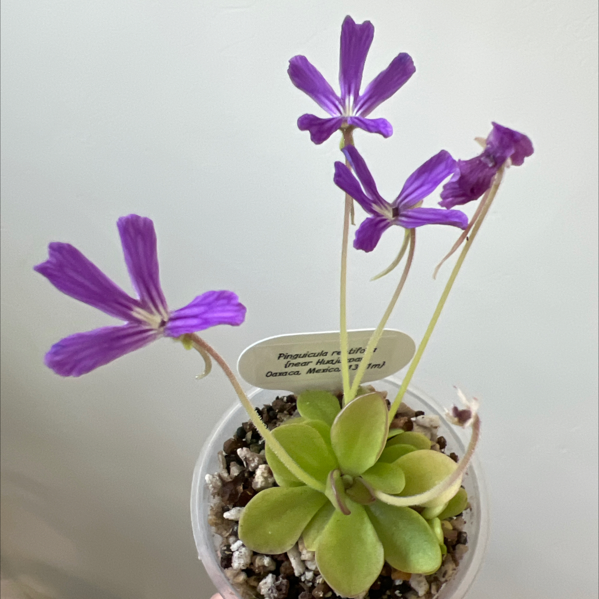 Photo of the plant species Ping by @Lilrunwaymdl named P. rectifolia on Greg, the plant care app