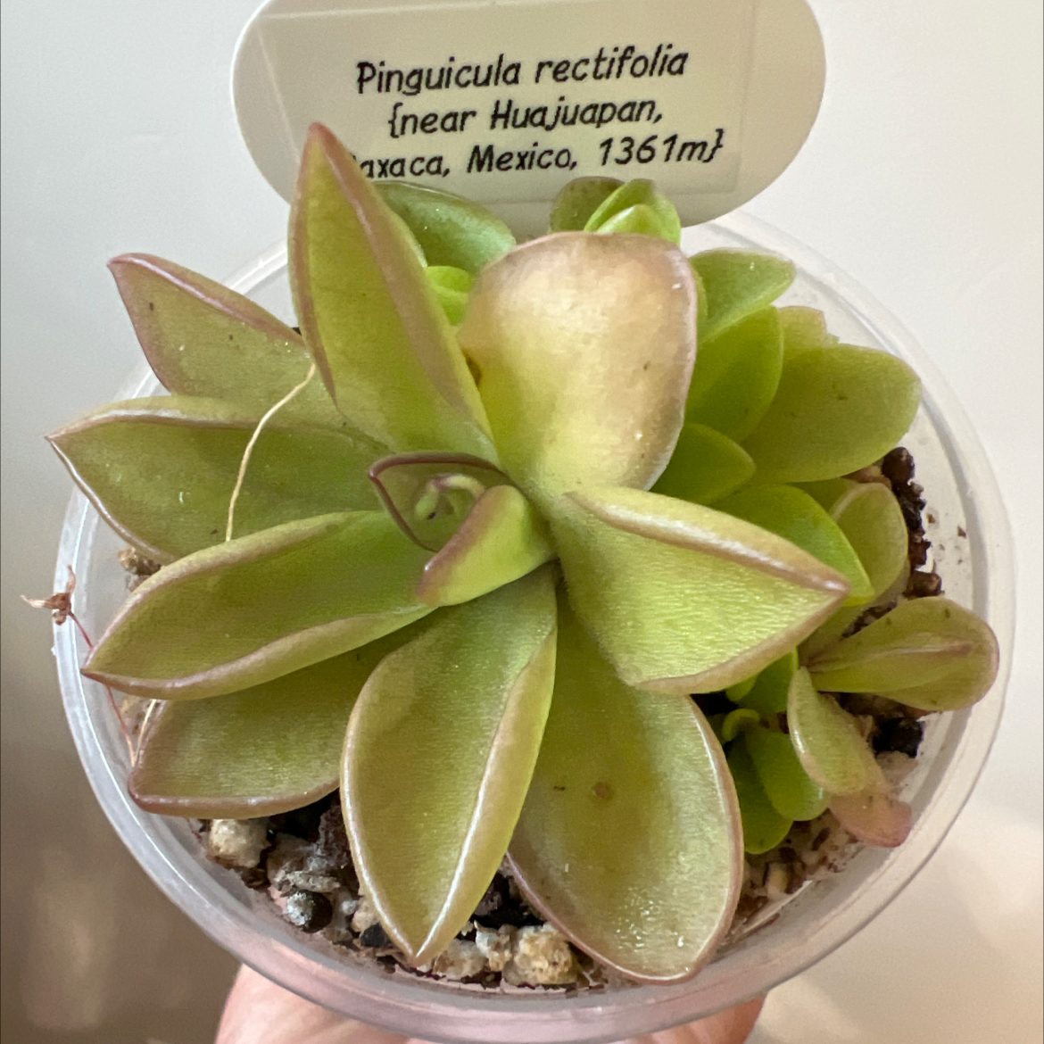 Photo of the plant species Ping by @Lilrunwaymdl named P. rectifolia on Greg, the plant care app