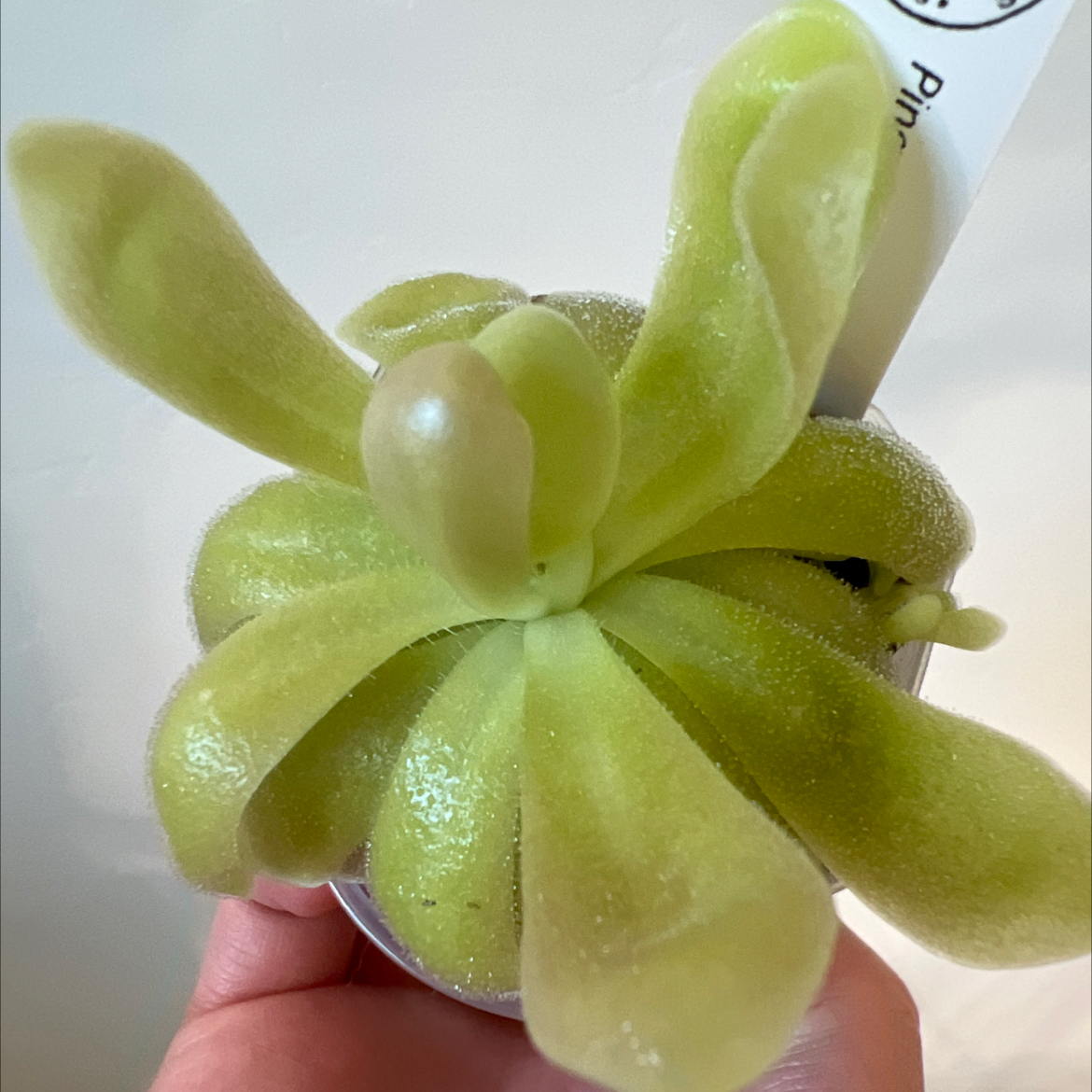 Photo of the plant species Butter Worth by @Lilrunwaymdl named P. gypsicola x ‘Sethos’ on Greg, the plant care app