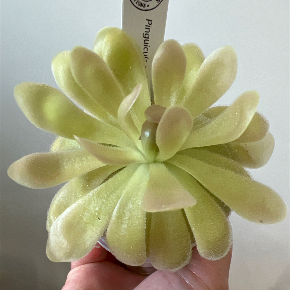 Photo of the plant species Butter Worth by @Lilrunwaymdl named P. gypsicola x ‘Sethos’ on Greg, the plant care app