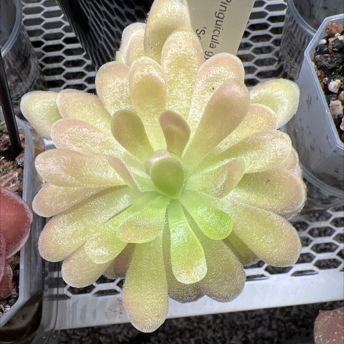Photo of the plant species Butter Worth by @Lilrunwaymdl named P. gypsicola x ‘Sethos’ on Greg, the plant care app