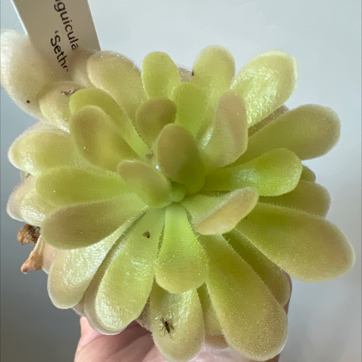 Photo of the plant species Butter Worth by @Lilrunwaymdl named P. gypsicola x ‘Sethos’ on Greg, the plant care app