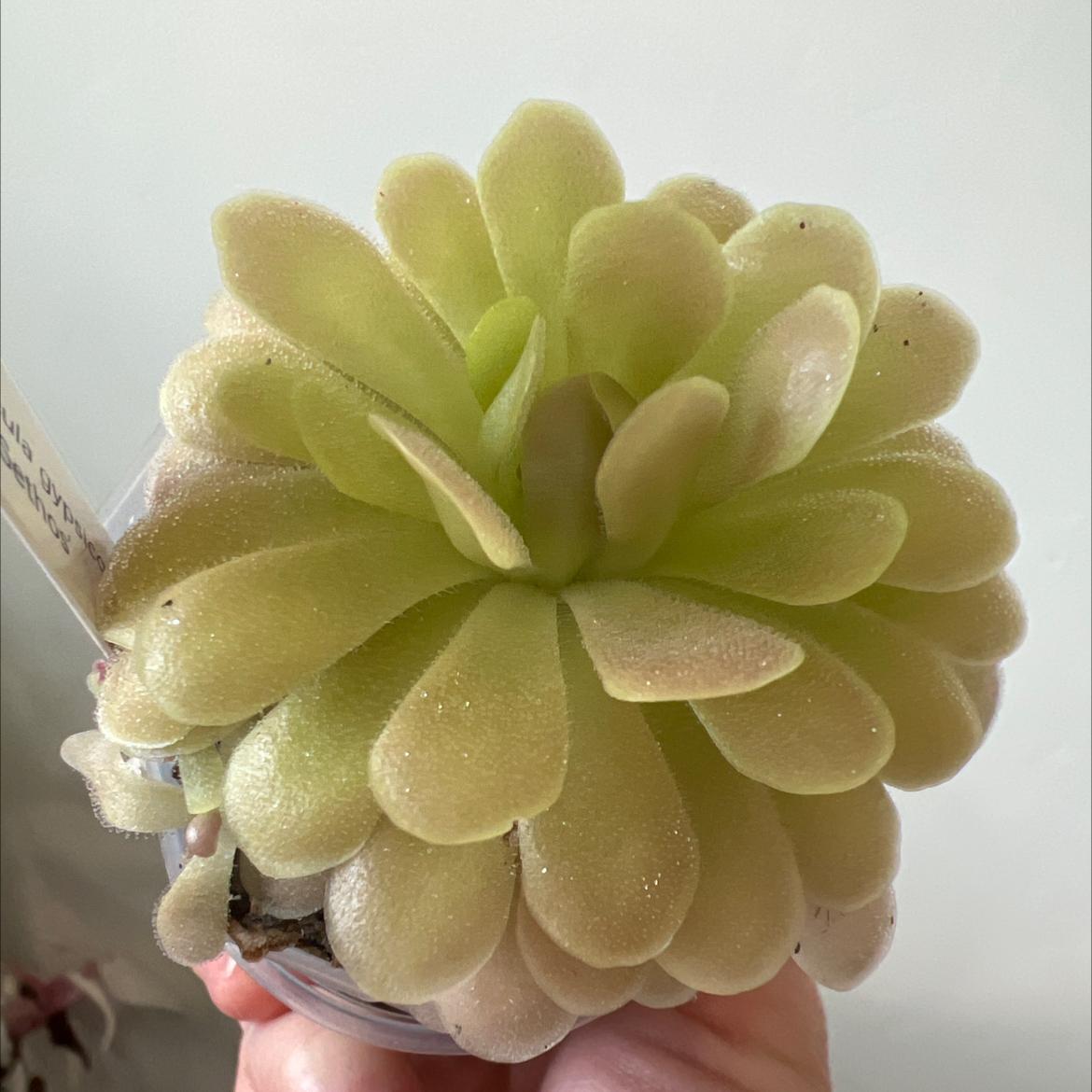 Photo of the plant species Butter Worth by @Lilrunwaymdl named P. gypsicola x ‘Sethos’ on Greg, the plant care app