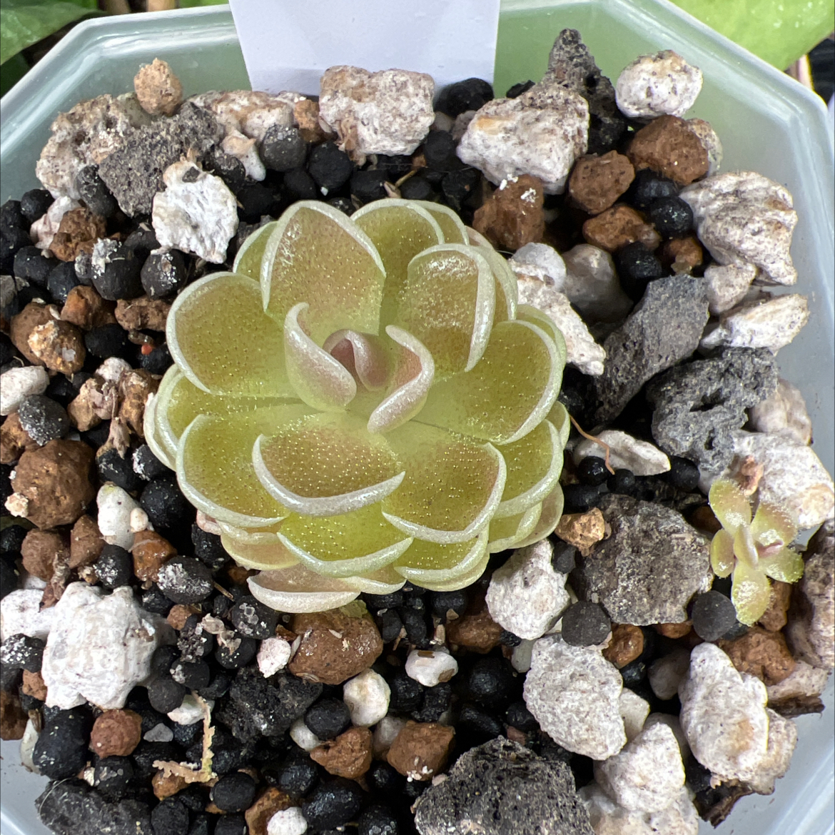 Photo of the plant species Mexican Butterwort by @Lilrunwaymdl named P. Ehlersiae’Victoria’ on Greg, the plant care app