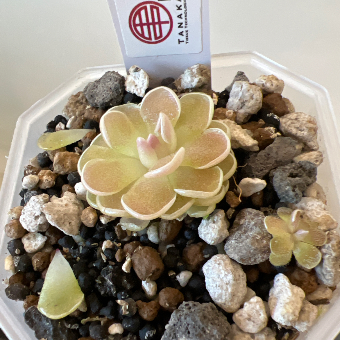 Photo of the plant species Mexican Butterwort by @Lilrunwaymdl named P. Ehlersiae’Victoria’ on Greg, the plant care app